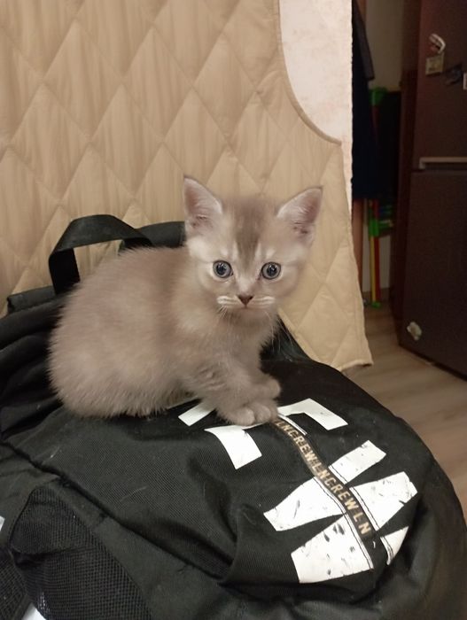 Милые страйтики и фолдики