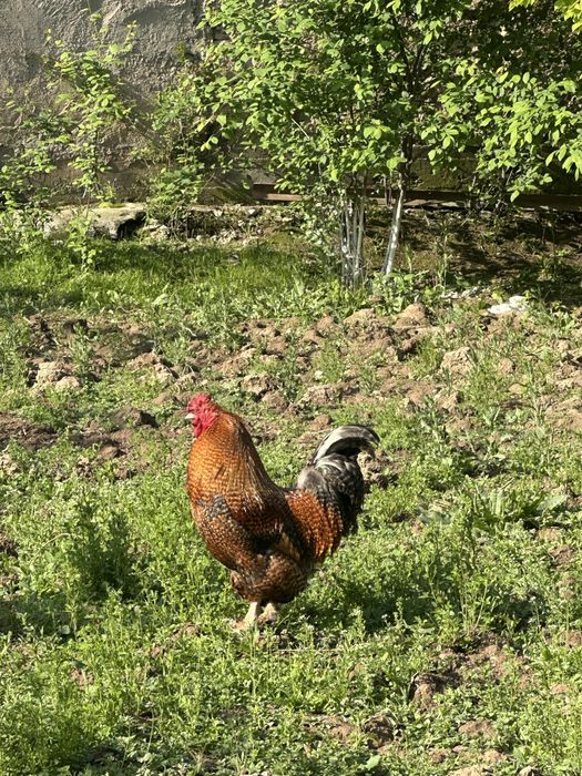 Петухи домашные