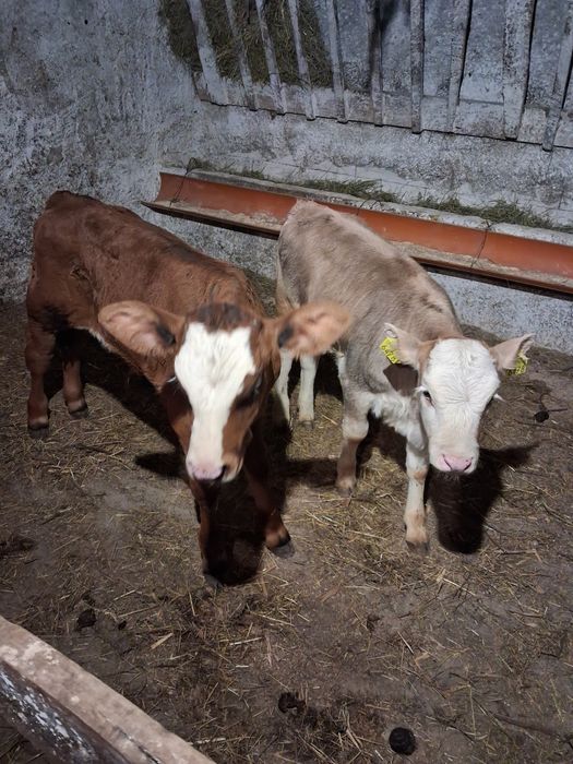 Vând tauras și vitea