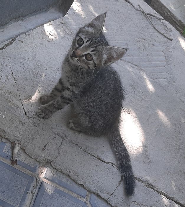 Отдам котят в добрые руки