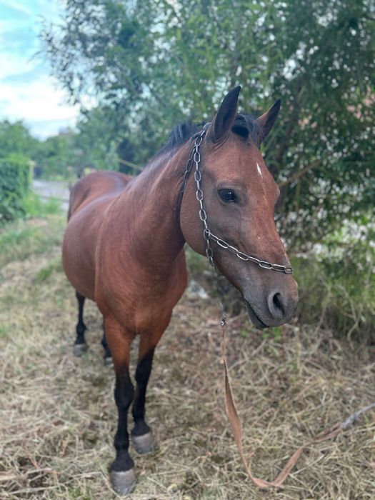 Vând Cal .Care este gestantă în 5 luni