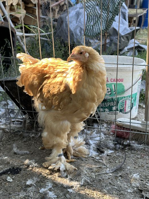 Cocosi brahma potarnichiu si lemon