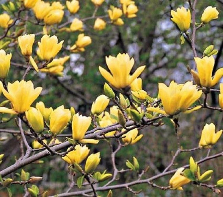 Poimi ornamentali  magnolia  genie