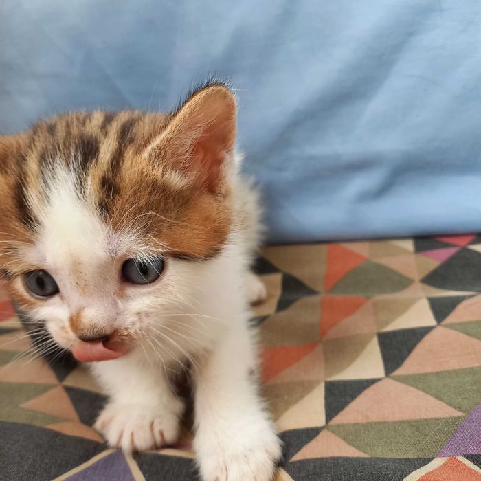 Продам британских вислоухих котят