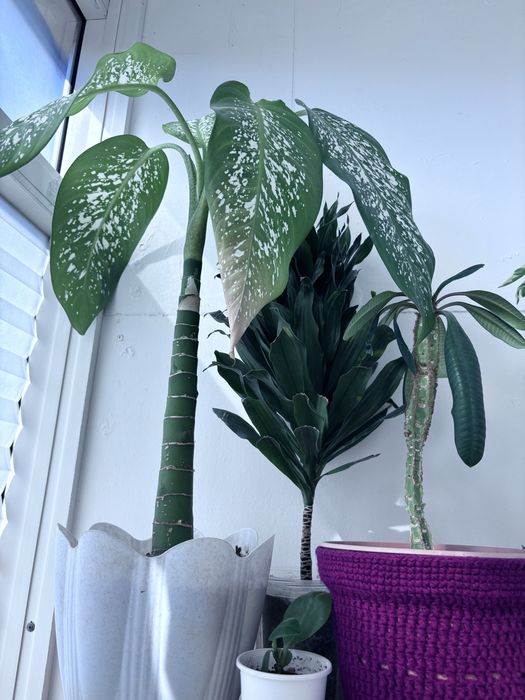 Продам комнатные цветы