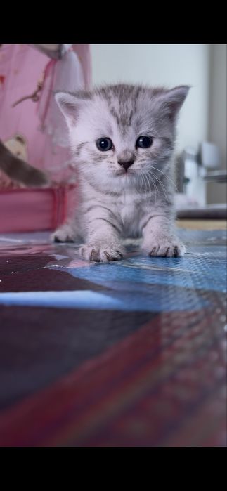 Продается кошка скоттиш страйт