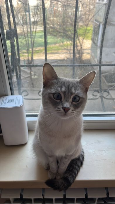 Отдам кошку бесплатно