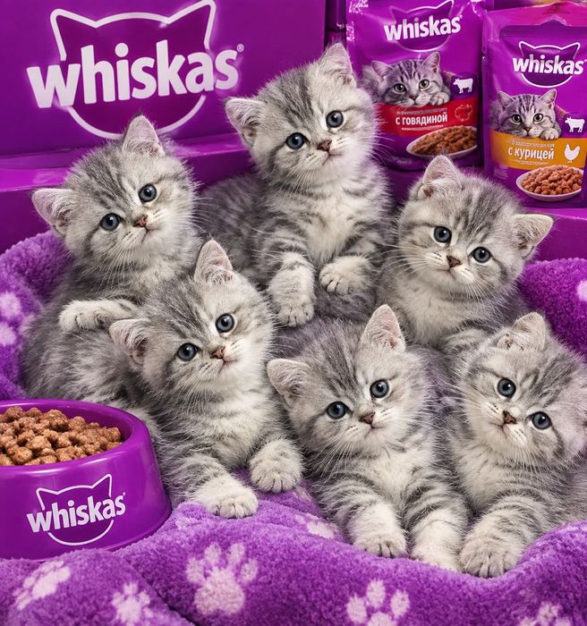 Шотландские котята