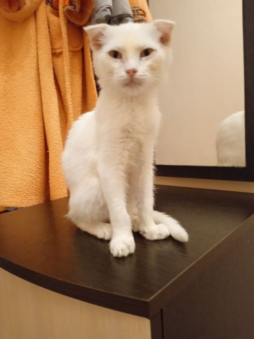 Коты от года и выше