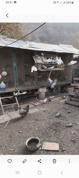 Vând porumbei diferite rase