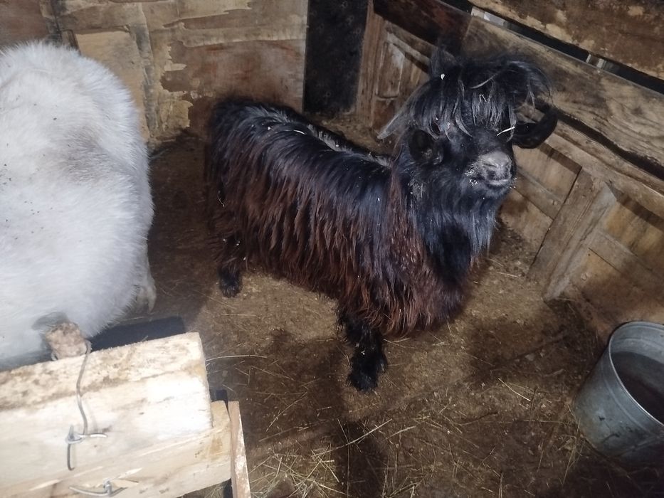 Теке сатылады дені сау