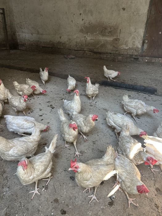 Продаю куры несушек леггорны