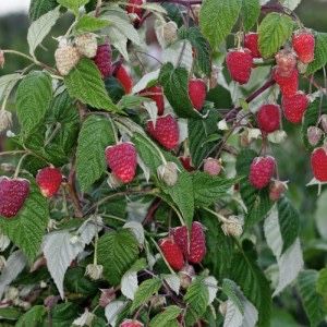 Балапандары жігітті сиқыды