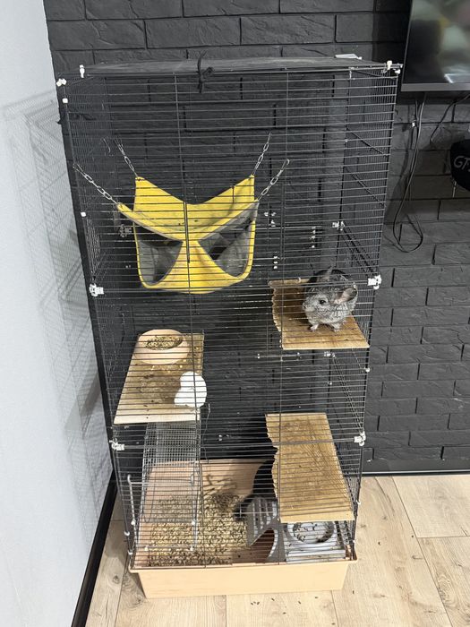 Шиншиллы, мальчик и девочка