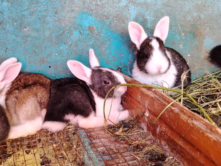 Hycole tineret disponibili!