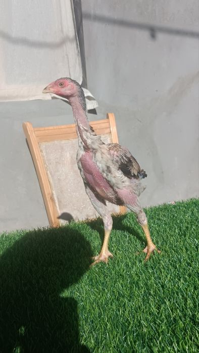 Dakan joja sotiladi