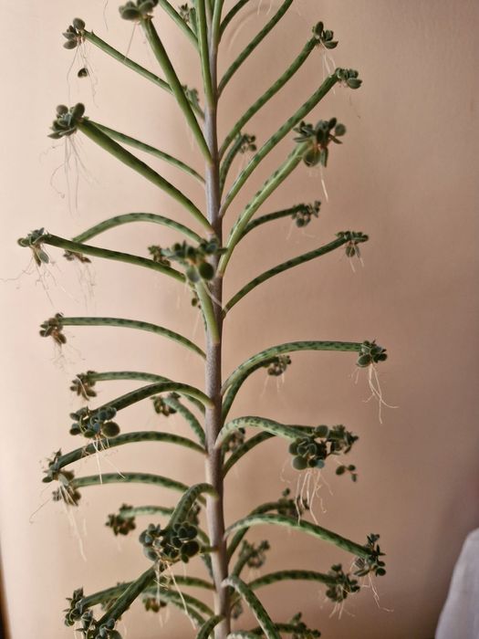 Каланхоэ трубчатый