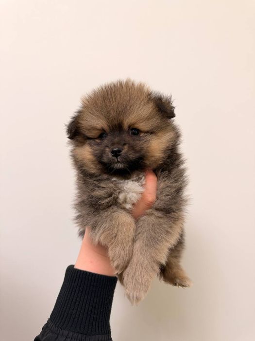 Шпиц померанский