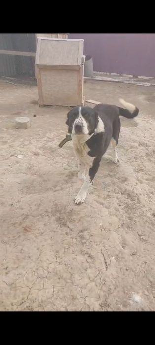 Алабай бір жаста