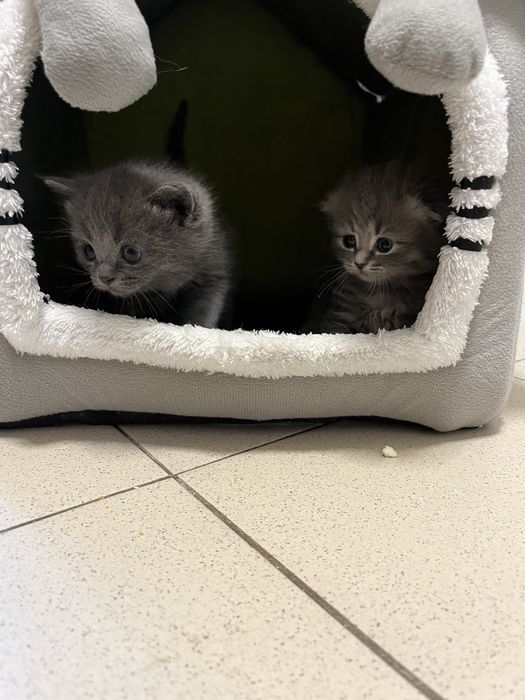 Катята пушистики