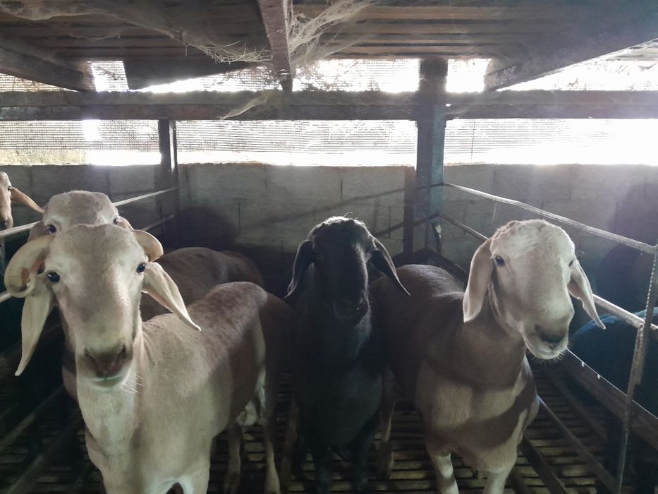 Кучкорлар сотилади