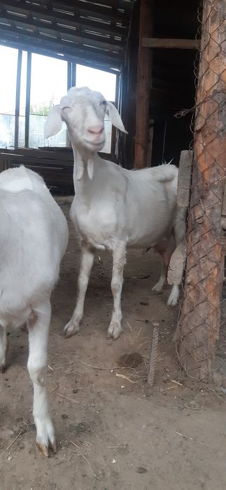 Екі сатылады 150000