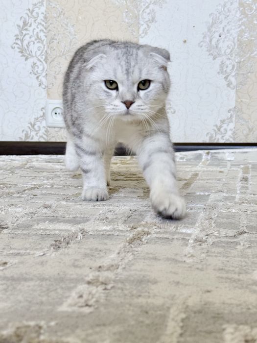 Продаетс Скотиш фольд