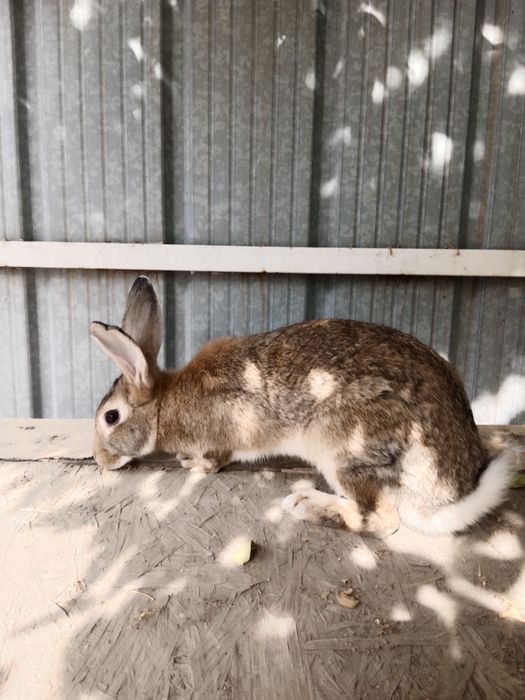 Кролики от 2 месяцев