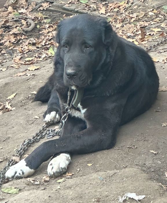 Алабай, тобет, САО