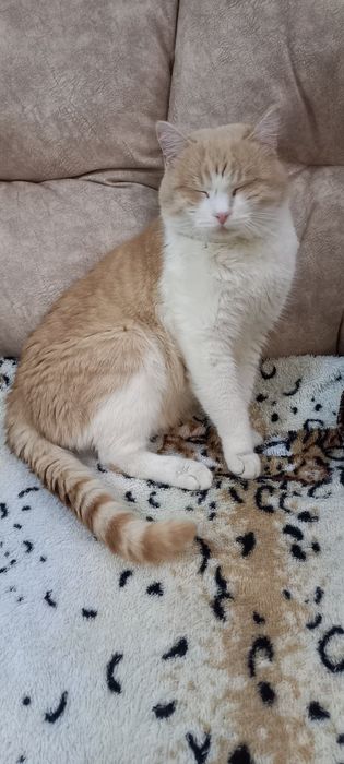 Котик ищет любящий дом
