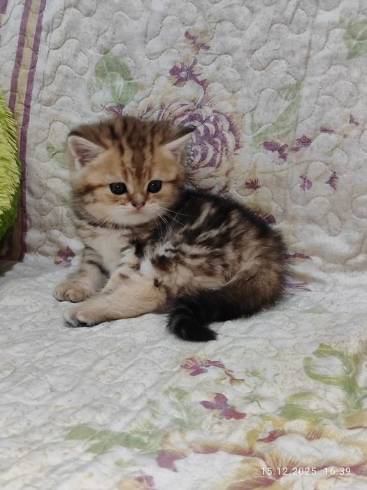 Продается мальчик Скоттиш фолд