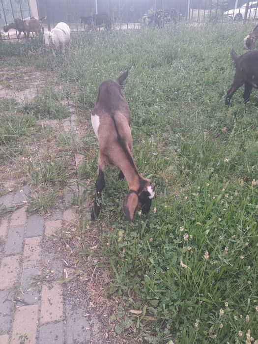 Нуби ұрғашы лақтар сатылпды