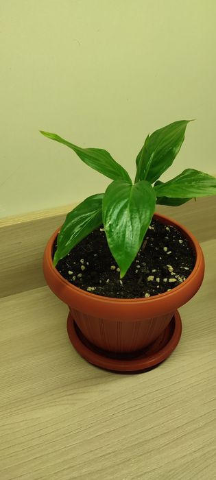 Продам Спатифиллум