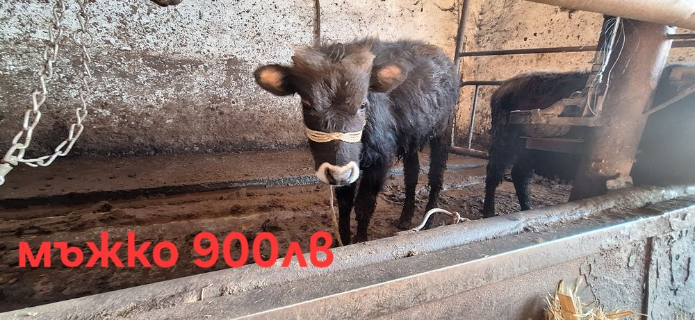 Телета 2 мъжки и 2 женски варненско
