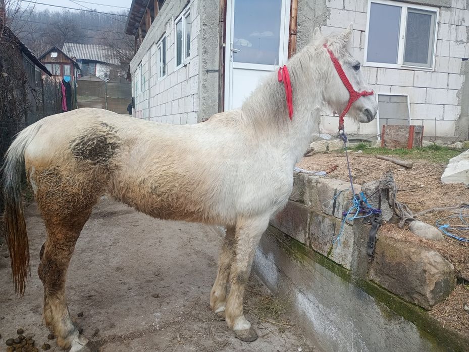 Se vinde iapa de zece ani accept orice proba ie buna de căruță