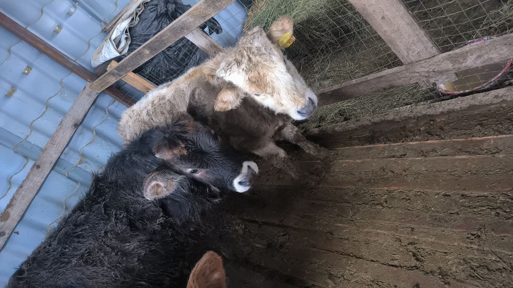 Екі еркек бұзау сатылады