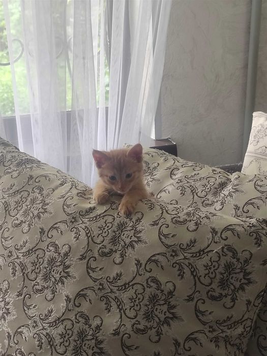 Рыжий котёнок в добрые руки