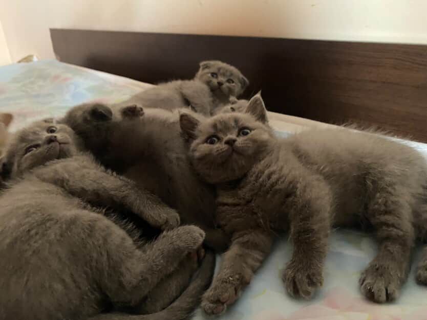 шотландски клепоухи и британски котенца