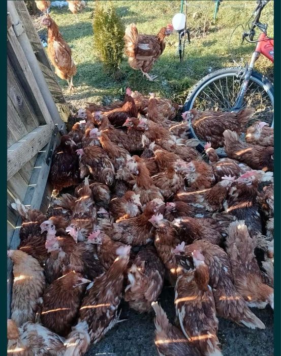 Vand gaini rosi de ouătoare