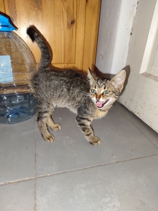 Ofer spre adopție pisoiaș tigrat