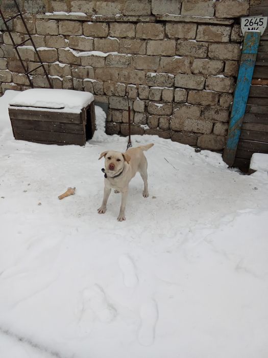 Собака.порода лабродор-ретривер.