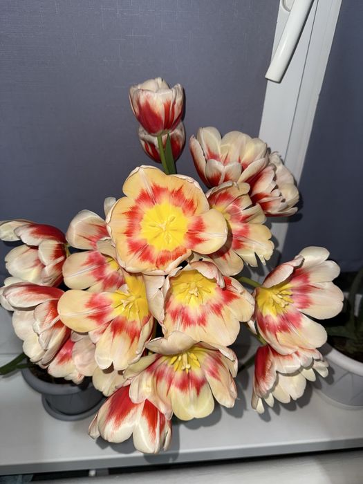 Тюльпан отборный крупный