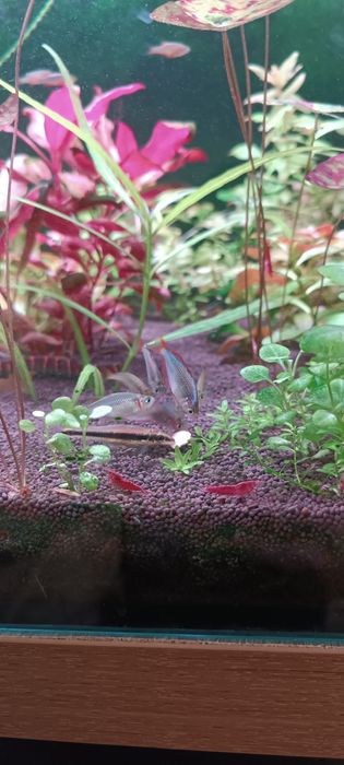 Аквариум травник