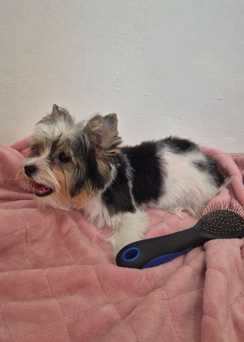 Biewer yorkshire terrier femela!