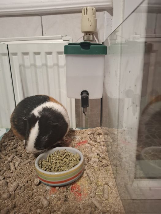 Vand porcusor de Guineea