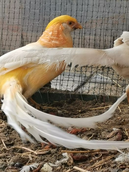 Fazan piersică familie