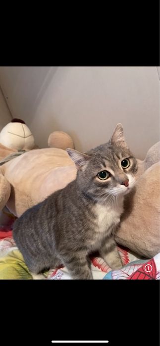 отдам кота в хорошие руки