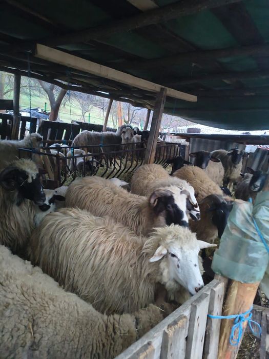 Vând 10 oi cu 10 miei,pe alese