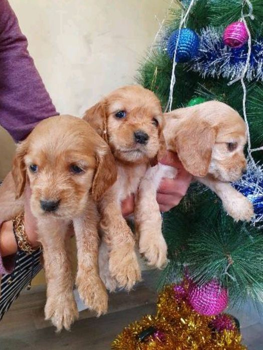 Кокер шпаньол бебета