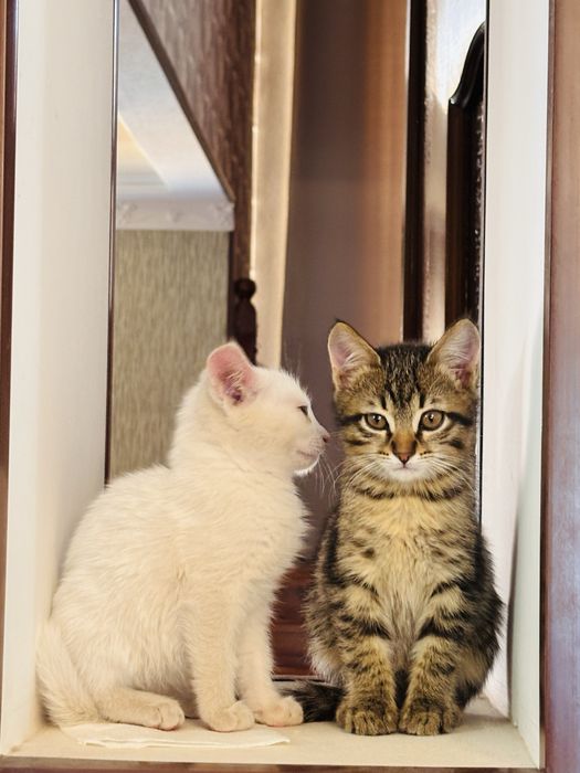 Котенок. Остался только коричневый